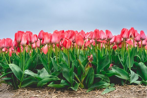 Portes vitrées : alliance de lumière, design et fonctionnalité dans chaque espace