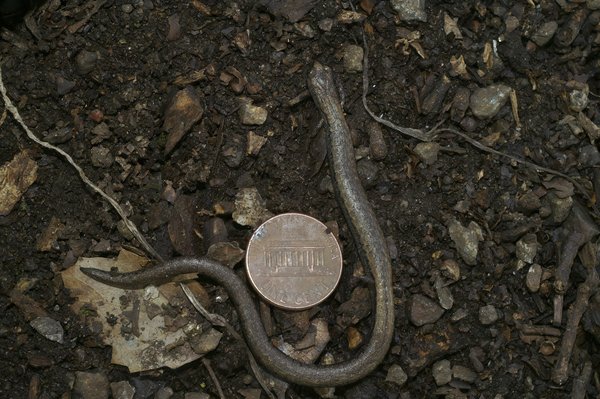 Comment la gamme Bosch Serie 8 se compare-t-elle en termes de durabilité des lave-vaisselles ?