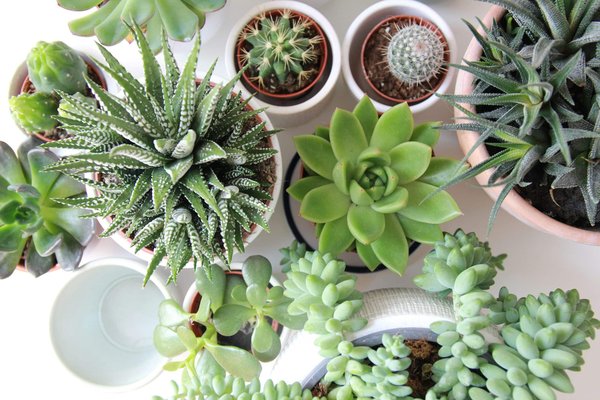 Les plantes succulentes, comment les entretenir ?